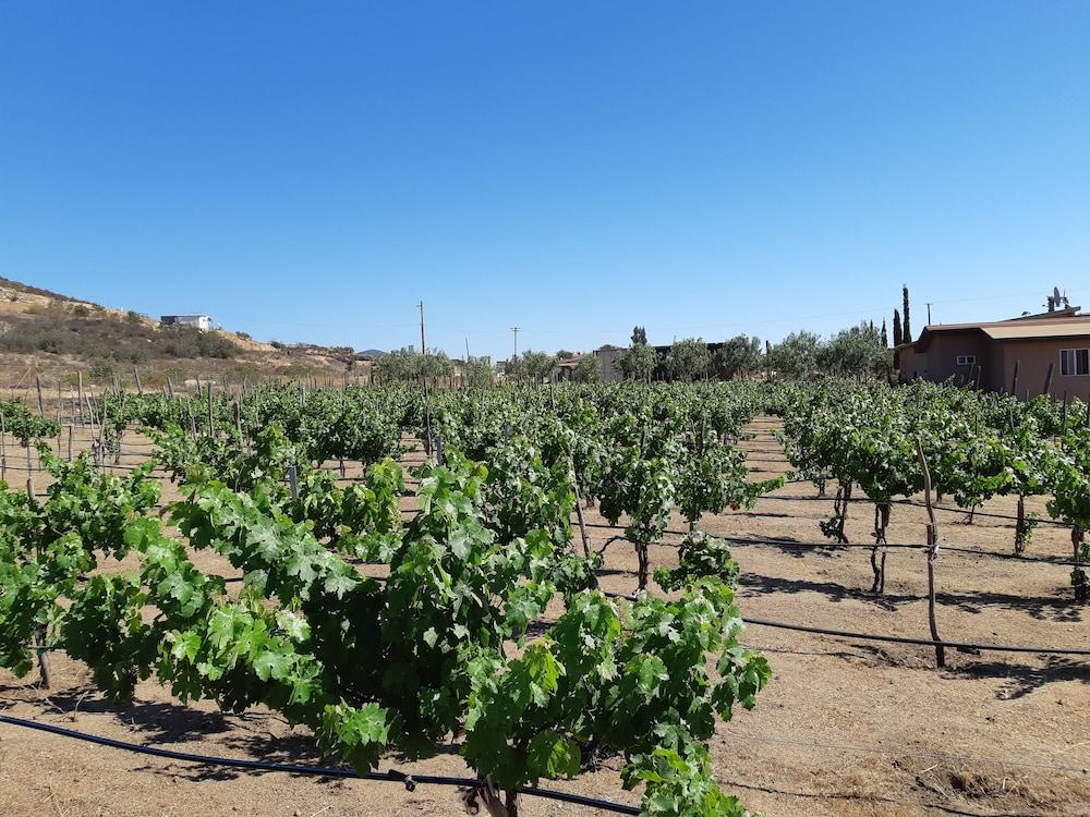 Hotel Meson Del Vino Valle de Guadalupe Buitenkant foto